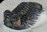 Coltraneia Trilobite Fossil - Huge Faceted Eyes #108428-2